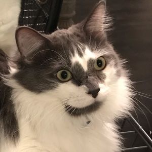 Meet your Posher, Laura